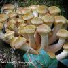 Honey Fungus   Limited Print of 5 Mount Sizes 16x12 20x16