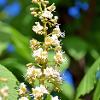 Horse Chestnut Flower  Limited Print of 5  Mount Sizes A4 16x12 20x16