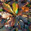 Horsechestnut leaf  Limited Print of 5  Mount Sizes A4 16x12 20x16