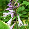 Hosta Longipes  Limited Print of 5  Mount Sizes A4 16x12 20x16