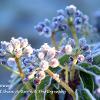 Iced Ivy Flowers - Limited Print of 5 A4 16x12 20x16