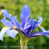 Iris Pair  Limited Print of 5 Mount Sizes  A4 16x12 20x16