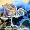 Ivy on Ice - Limited Print of 5 A4 16x12 20x16