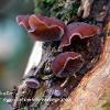 Jelly Ear Cluster - Limited Print of 5 A4 16x12 20x16