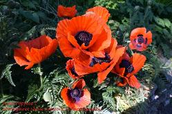 poppies