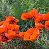 June 2020 Poppies 2  Limited Print of 5  Mount Sizes A4 16x12 20x16