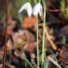 Just the two Snowdrops  Limited Print of 5  Mount Sizes A4 16x12 20x16