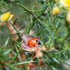 Ladybird on Gorse  Limited Print of 5  Mount Sizes A4 16x12 20x16