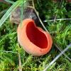 January 2021 Large Scarlet Elf Cup   Limited Print of 5  Mount Sizes A4 16x12 20x16