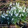 February 2021 Large Snowdrop Cluster  Limited Print of 5  Mount Sizes A4 16x12 20x16