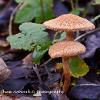 Lepiota - Limited Print of 5 A4 16x12