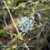 March 2021 Lichen Ball  Limited Print of 5  Mount Sizes A4 16x12 20x16