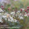 Lichen Moss and Berries 1  Limited Print of 5 A4 16x12 20x16