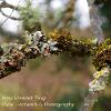 March 2021 Lichen and Moss Covered Twig Limited Print of 5  Mount Sizes A4 16x12 20x16
