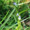 Meadow Speedwell.   Limited Print of 5 A4 16x12 20x16