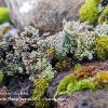 Moss, Cups and Lichen - Limited Print of 5 A4 16x12 20x16