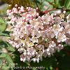 Mountain Ash Blossom  Limited Print of 5  Mount Sizes A4 16x12 20x16