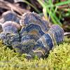 One Blue Turkeytail  Limited Print of 5  Mount Sizes A4 16x12 20x16