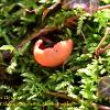 One Scarlet Elf Cup  Limited Print of 5  Mount Sizes A4 16x12 20x16