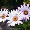 Osteospermum Trio  Limited Print of 5 Mount Sizes  A4 16x12 20x16