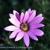 Osteospermum  Limited Print of 5  Mount Sizes A4 16x12 20x16