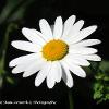 Oxeye   Limited Print of 5 A4 16x12 20x16