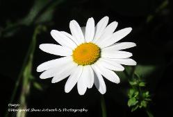oxeye