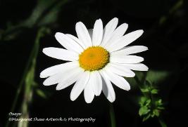 oxeye
