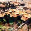 November 2020 Oyster Mushroom 2  Limited Print of 5  Mount Sizes A4 16x12 20x16