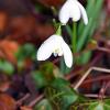 Pair of Snowdrops  Limited Print of 5  Mount Sizes A4 16x12 20x16