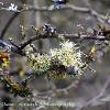 Pale lichen  Limited Print of 5 A4 16x12 20x16