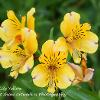 Peruvian Lily yellow  Limited Print of 5 A4 16x12 20x16
