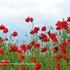 Poppies by the Sea	Limited Print of 5 20 x 16  16 x 12