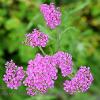 Purple Achillea  Limited Print of 5  Mount Sizes A4 16x12 20x16