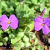 Purple Rock Cress  Limited Print of 5  Mount Sizes A4 16x12 20x16