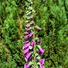 Purple Foxglove  Limited Print of 5  Mount Sizes A4 16x12 20x16