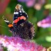 Red Admiral on Pink  Limited Print of 5 A4 16x12 20x16