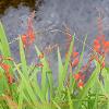 River Crocosmia  Limited Print of 5  Mount Sizes A4 16x12 20x16