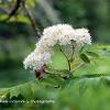 Rowan Blossom  Limited Print of 5 A4 16x12 20x16