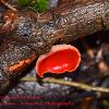 February 2021 Scarlet Elf Cup on Wet Wood  Limited Print of 5  Mount Sizes A4 16x12 20x16