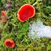 Scarlet Elf Cup Trio  Limited Print of 5  Mount Sizes A4 16x12 20x16