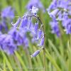 Scottish Bluebells   Limited Print of 5 Mount Sizes  A4 16x12 20x16
