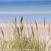 Sea Grasses 2  Limited Print of 5 Mount Sizes  A4 16x12 20x16