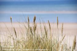 sea grasses