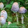 Shaggy Inkcap Cluster - Limited Print of 5 A4 16x12
