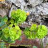 Siberian Spurge  Limited Print of 5  Mount Sizes A4 16x12 20x16