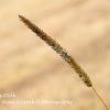 Single Grass Stalk  Limited Print of 5 A4 16x12 20x16