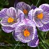 Sizergh Crocuses   Limited Print of 5  Mount Sizes 16X12 20X16 12x10 10x8