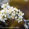 Sloe Blossom 2   Limited Print of 5 Mount Sizes  A4 16x12 20x16