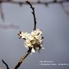 Sloe Blossom 3   Limited Print of 5 Mount Sizes  A4 16x12 20x16